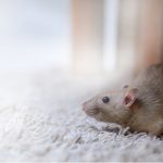 Facts about rats