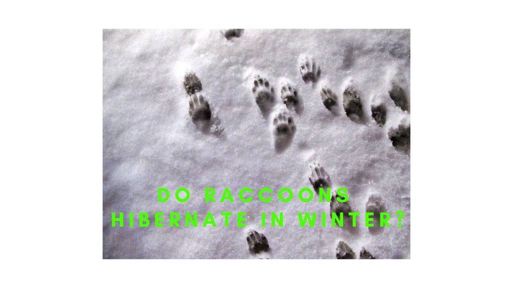 Raccoon Removal in the Winter