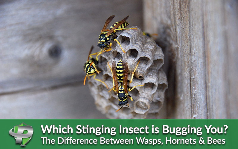 How To Tell The Difference Between Wasps Hornets And Bees