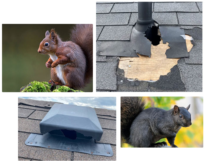 How to Get Rid of That Pesky Squirrel in the Attic - Pest Control Services