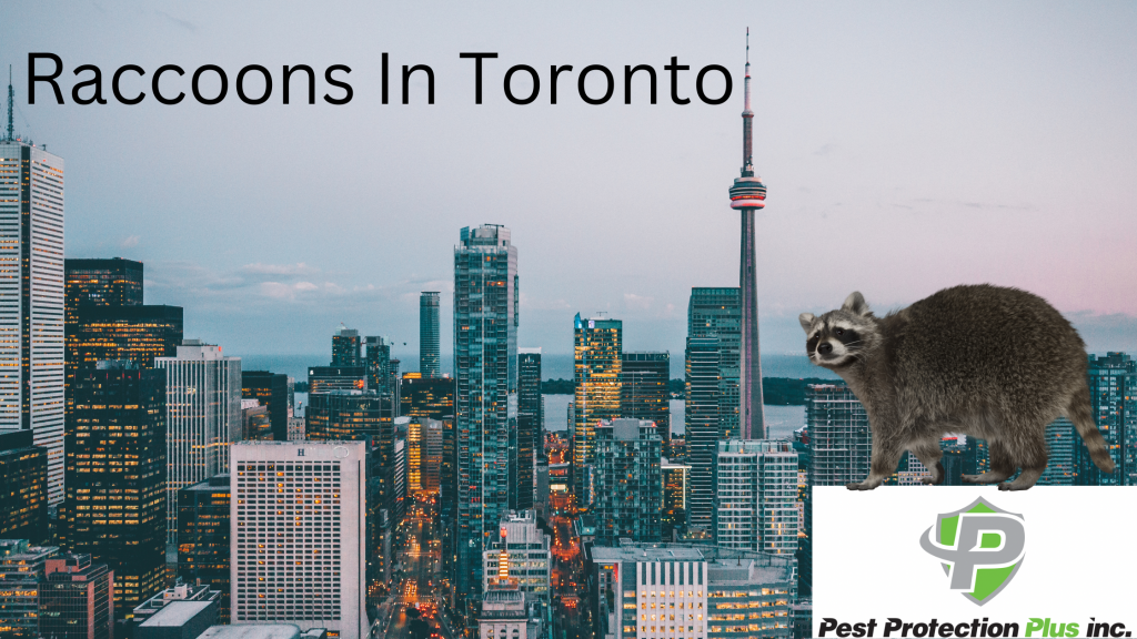 information on raccoons living in the city of toronto
