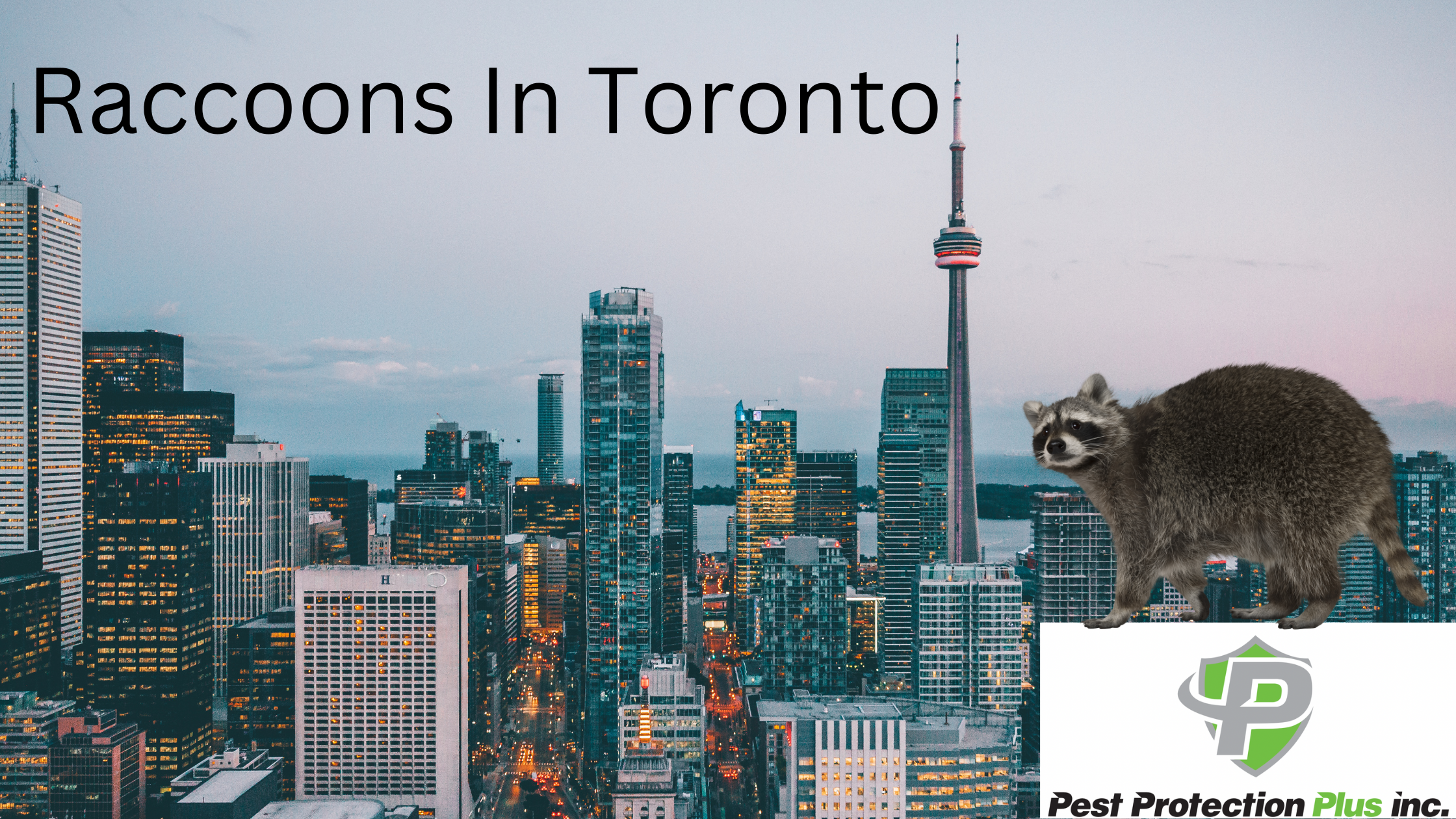 information on raccoons living in the city of toronto