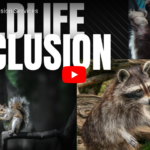 Humane wildlife exclusion for raccoons skunks squirrels