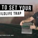 how to set a humane wildlife trap for raccoons, skunks squirrels pest protection plus inc