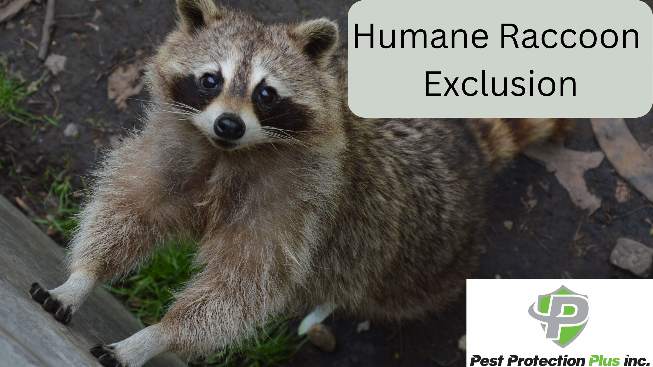 information on humane raccoon exclusion