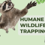 humane wildlife trapping for raccoons and skunks pest protection plus inc. gta wildlife removal