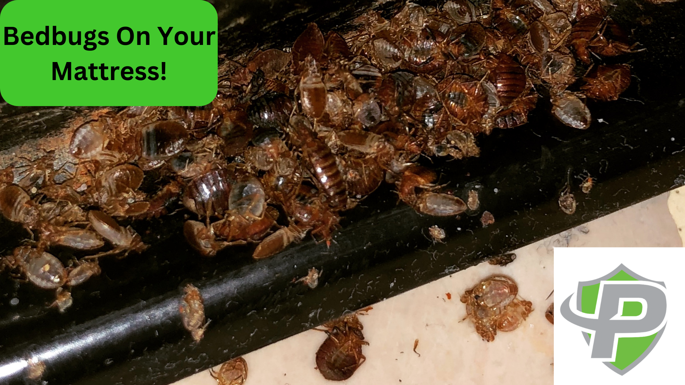 bedbugs on your mattress pest protection plus
