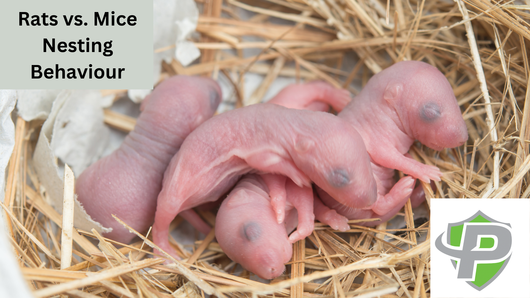 rats vs mice nesting behaviour