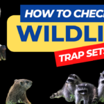 how to check humane wildlife live trap