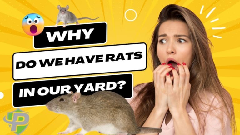Rats In The Yard - Pest Protection Plus