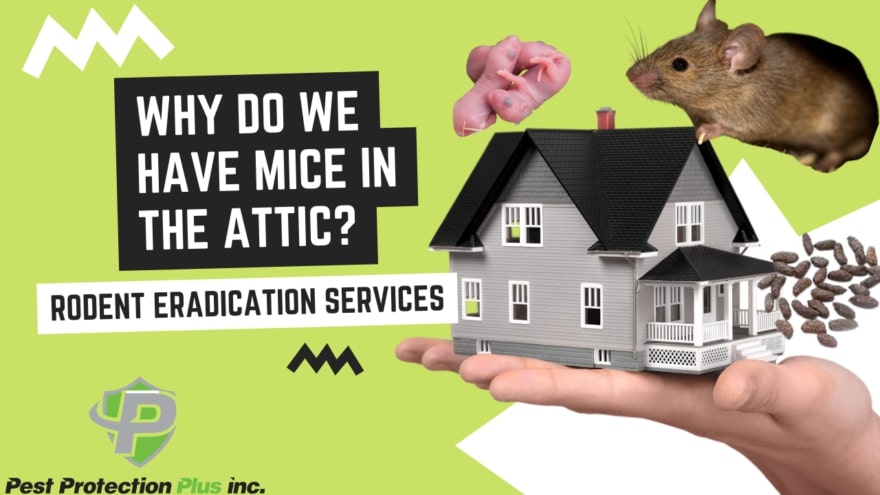Do I have Mice in the Attic?