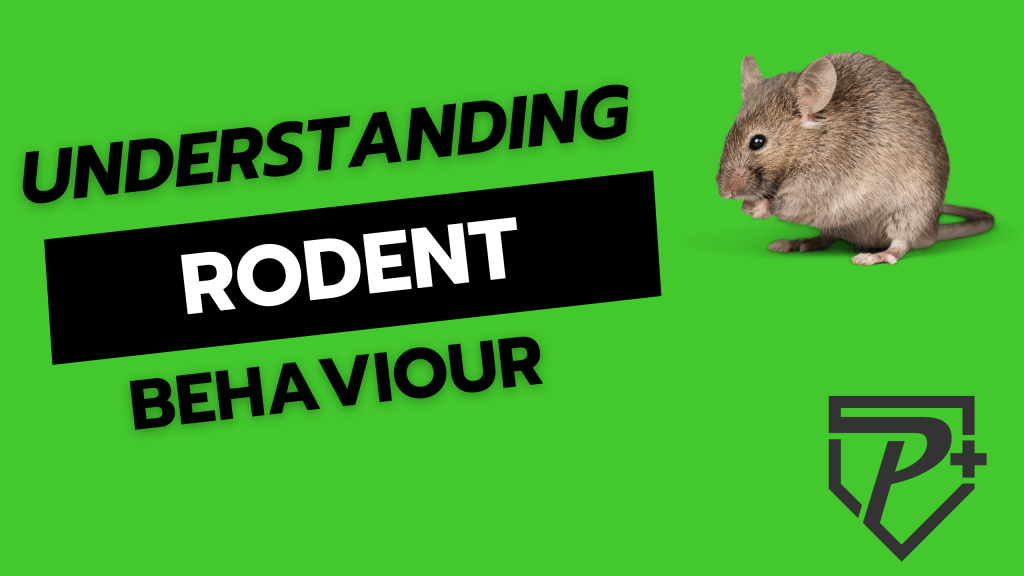 Understanding rodent behaviour. Insights for toronto home owners.