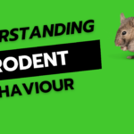 Understanding rodent behaviour. Insights for toronto home owners.