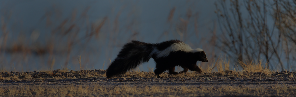 Why Do Skunks Dig? A Homeowner's Guide to Skunks in Mississauga