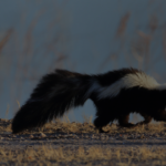 Why Do Skunks Dig? A Homeowner's Guide to Skunks in Mississauga