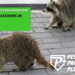 Raccoons In Toronto: Helpful Insights on Thier Behaviour