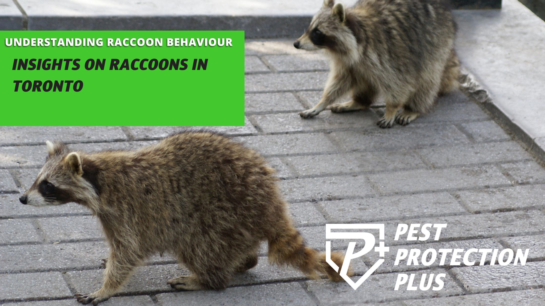 Raccoons In Toronto: Helpful Insights on Thier Behaviour
