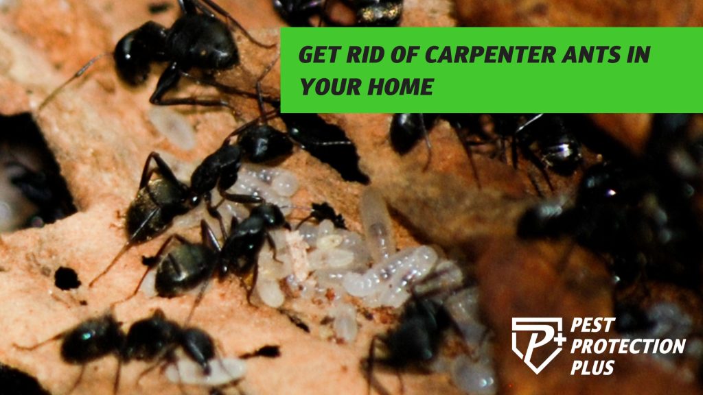 Get rid of carpenter ants in your home
