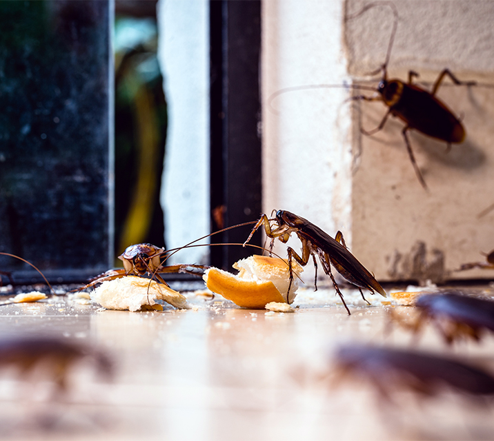 Reliable Pest Control Markham Eliminate Pests Now