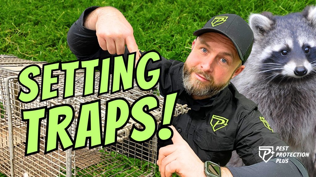 Setting a humane wildlife trap
