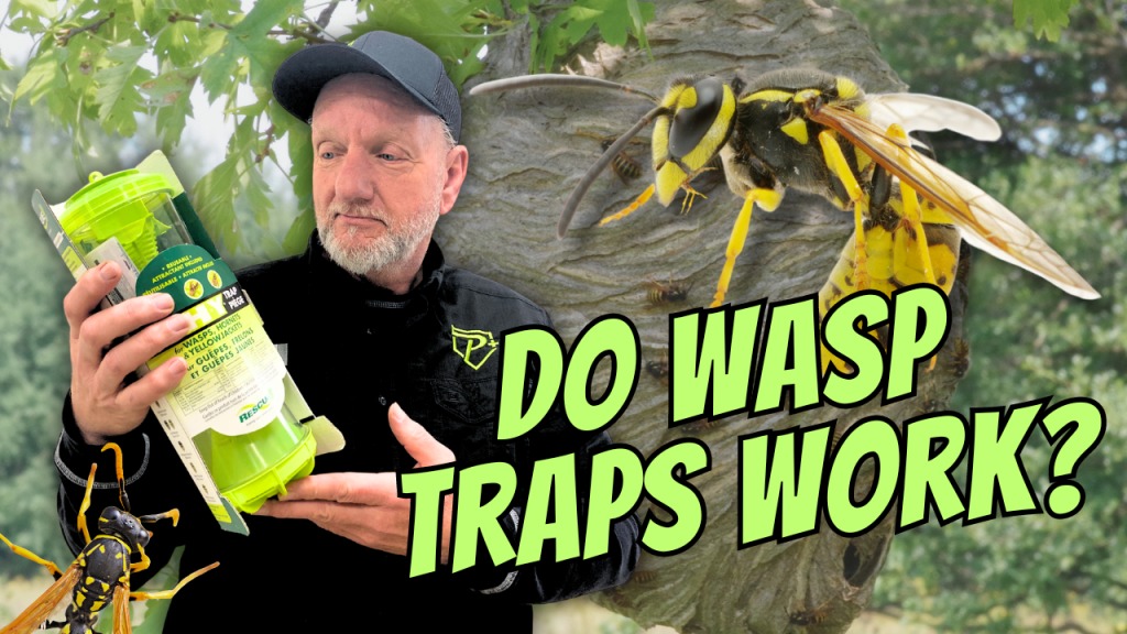 Do wasp Traps Work? Keeping Wasps Out of Your Yard