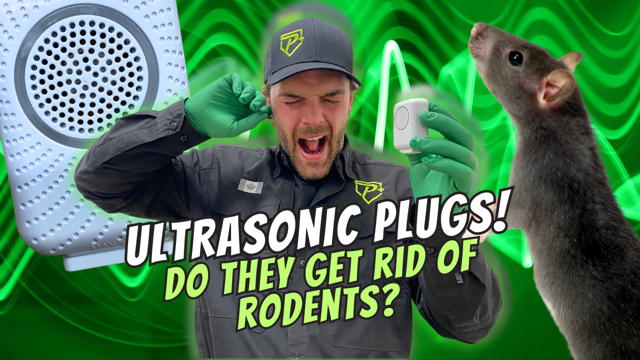 ultrasonic rodent prevention. Get rid of mice and rats