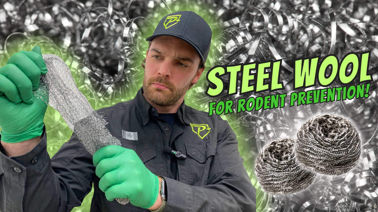 Prevent Rodents In Your home with steel wool