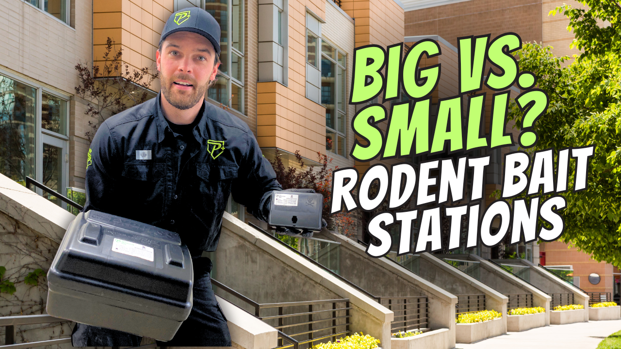 Large vs small rodent bait stations