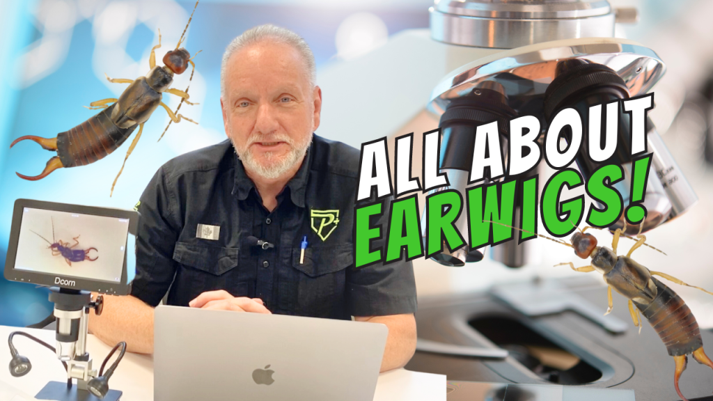 Get Rid of Earwigs: Helpful tips to prevent earwigs