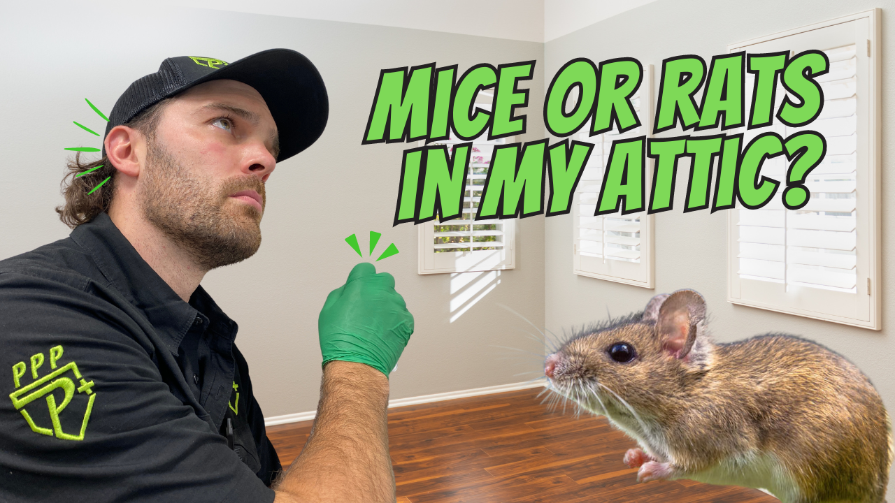 Mice or Rats In My Attic?