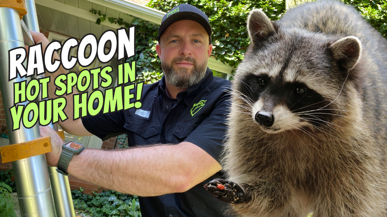 tips to prevent raccoons, squirrels and other wildlife in the attic