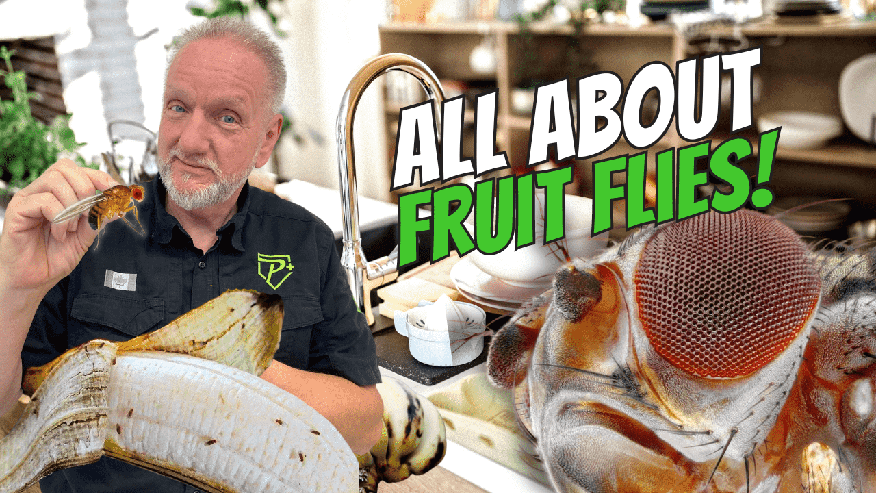 a guide on why we get fruit flies and how to get rid of fruit flies!