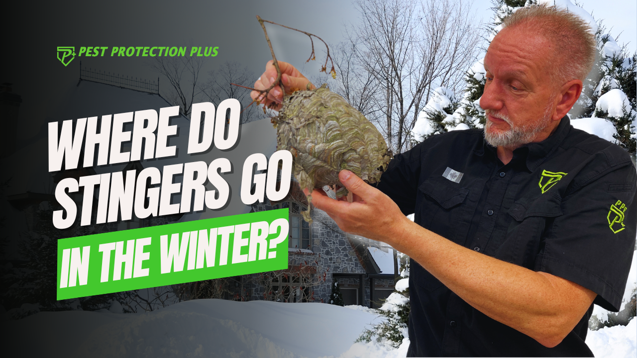 where do wasps go in the winter