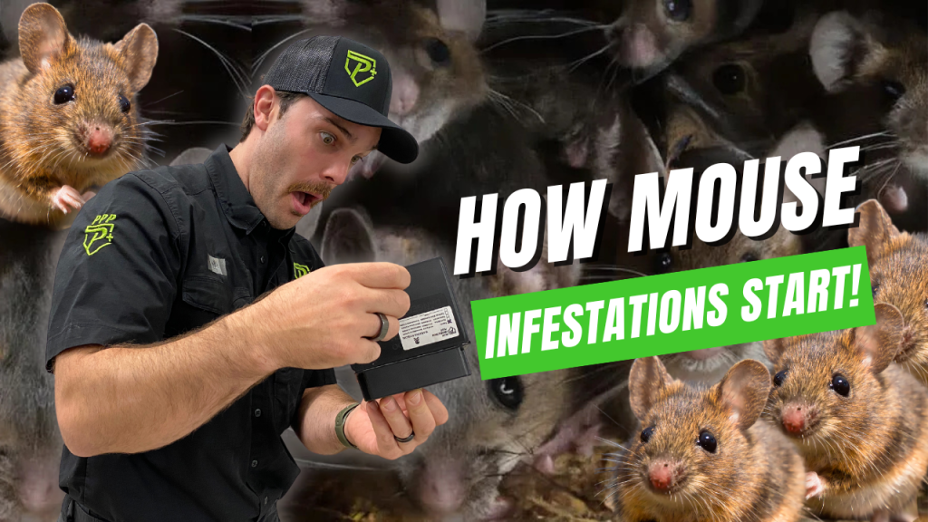 How Mouse infestations start