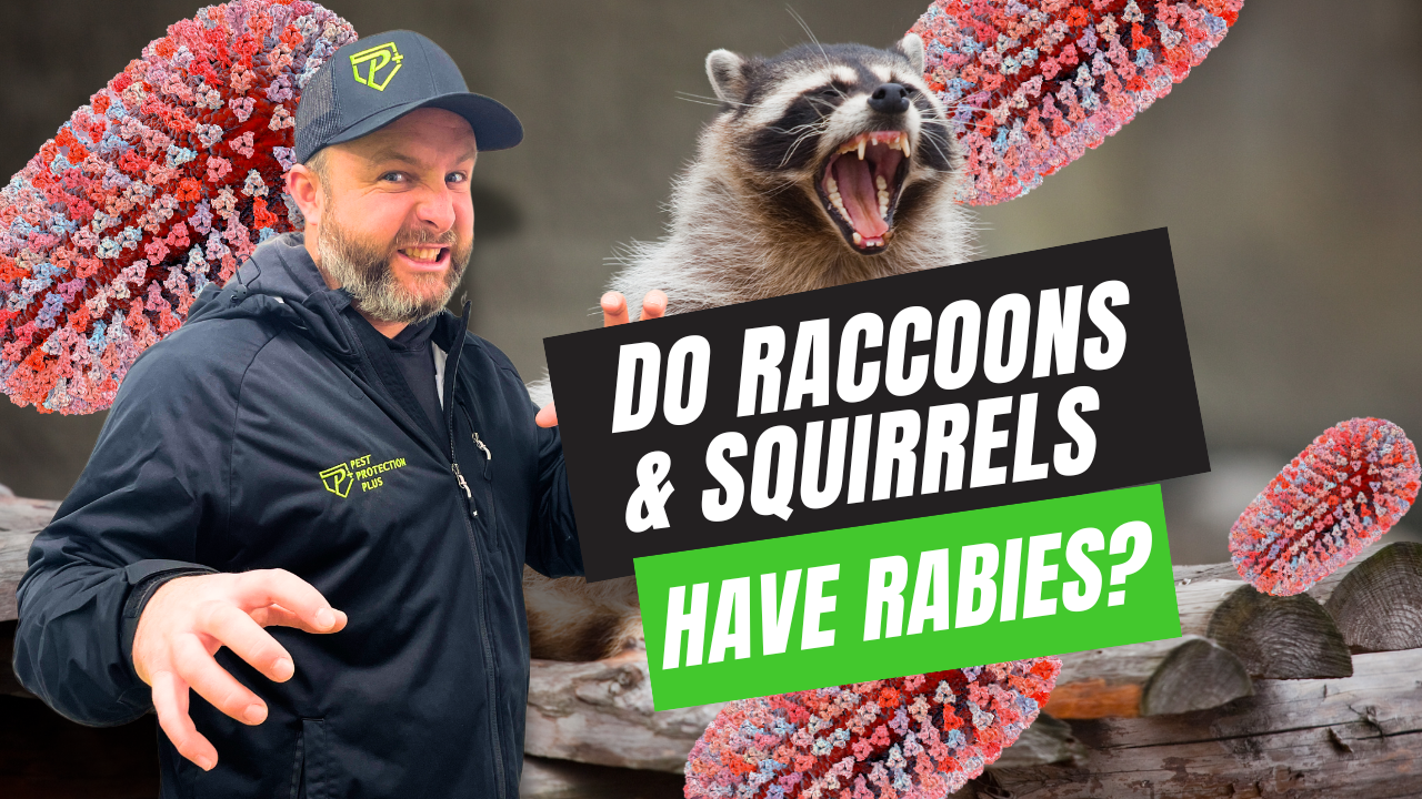 Do Raccoons and Squirrels Have Rabies? A guide on recognizing symptoms, and what to do if you or your pet come into contact.