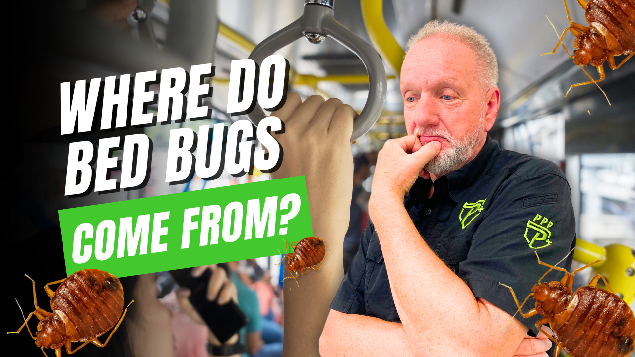 Where bedbugs come from. helpful tips to prevent infestations