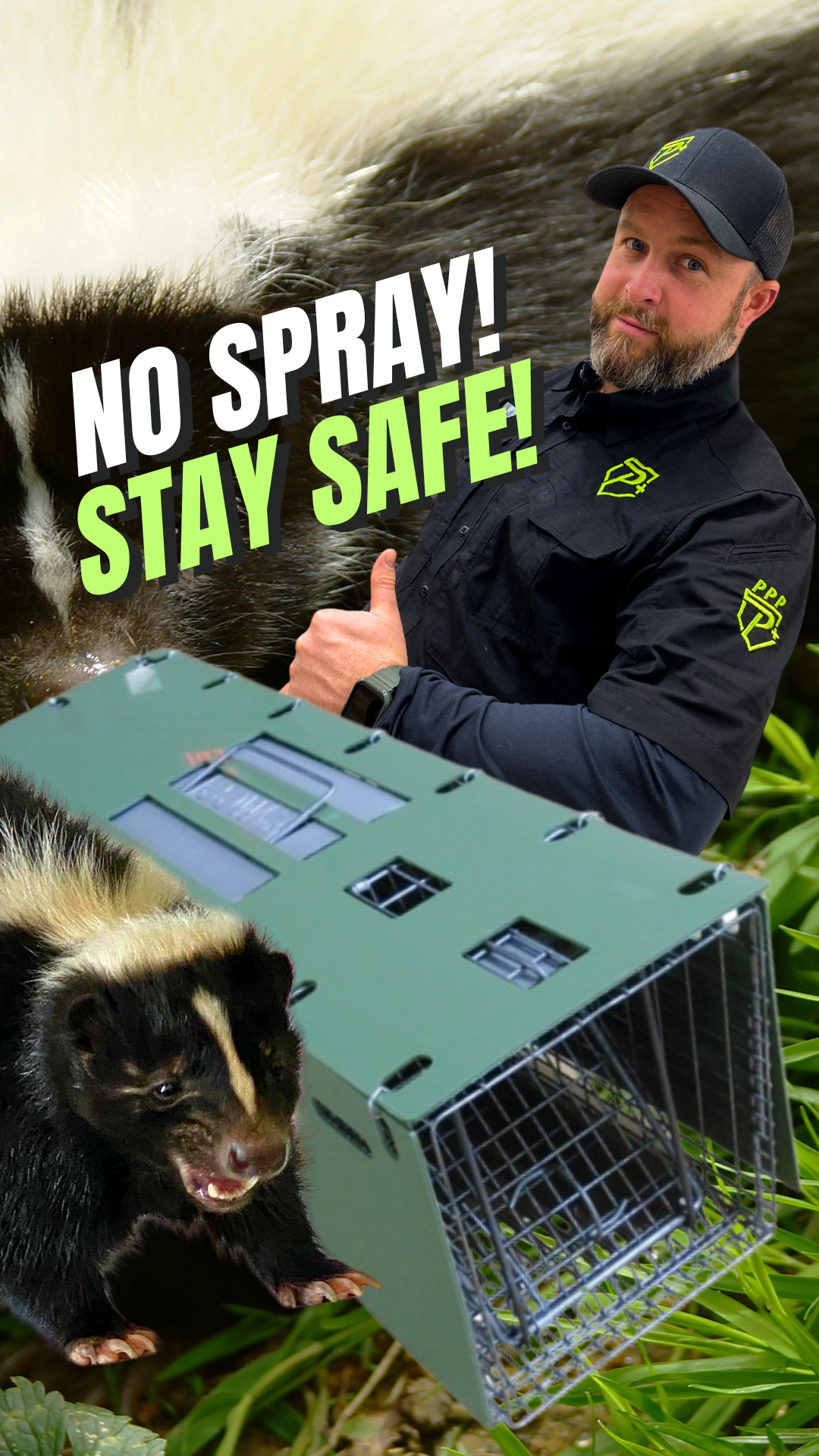 Skunk Trapping: Humane and how not to get sprayed!