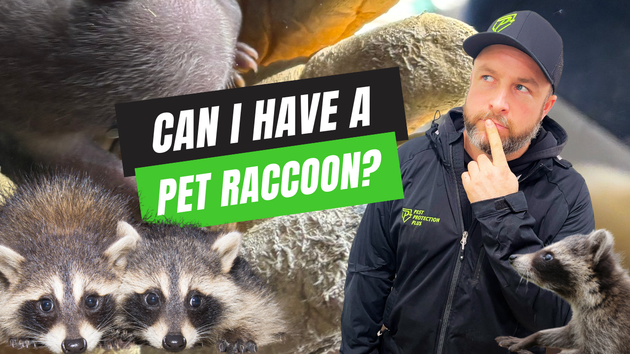 Can I Have a Pet Raccoon in Ontario?Raccoons belong in the wild, not in your home."
