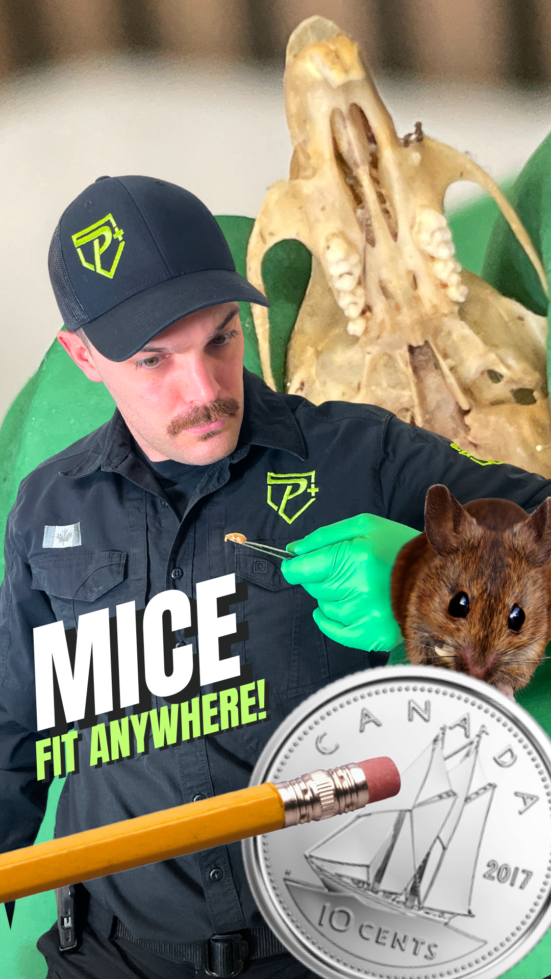 3 signs mice are in your home. how to identify the issue