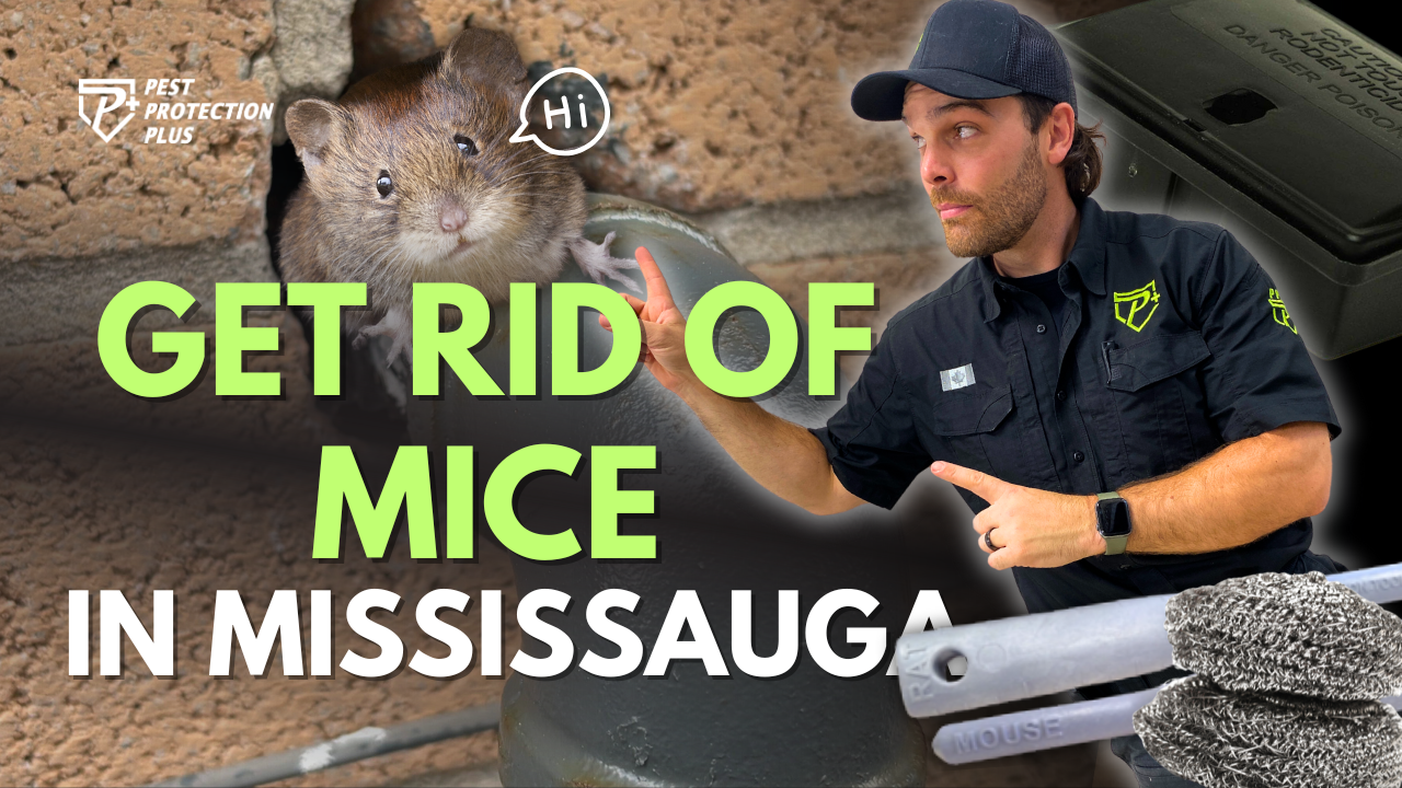 Discover how to get rid of mice in Mississauga with expert pest control from Pest Protection Plus. Learn why mice are thriving in homes and how to eliminate and prevent infestations permanently.